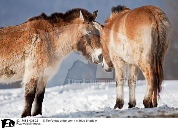 Przewalski horses / MBS-03802