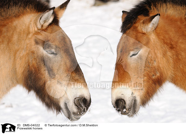 Przewalski horses / DMS-04022