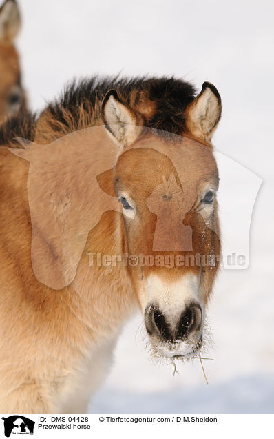 Przewalski horse / DMS-04428