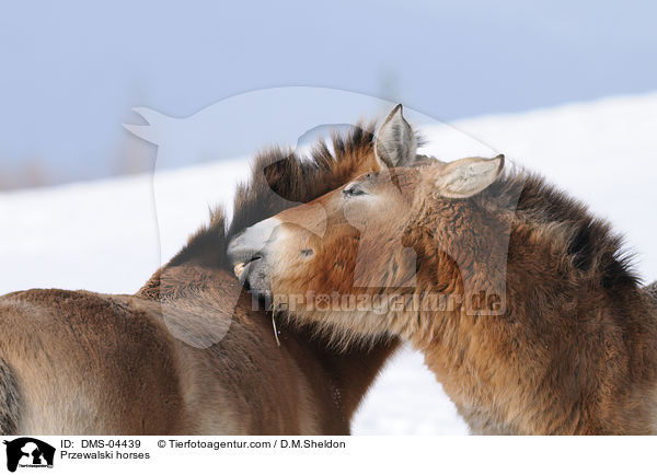 Przewalski horses / DMS-04439