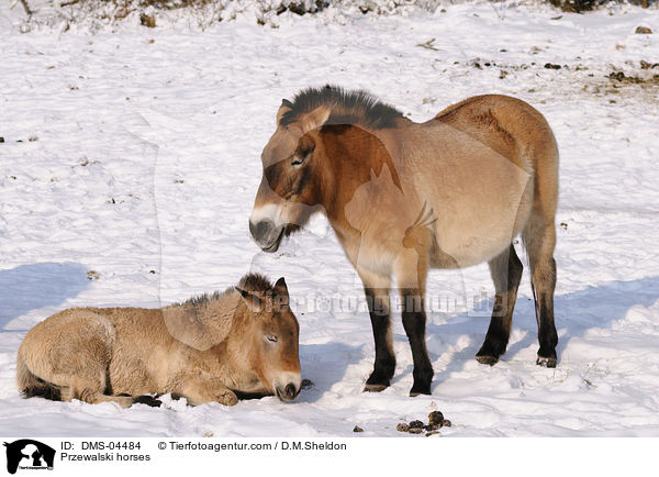 Przewalski horses / DMS-04484