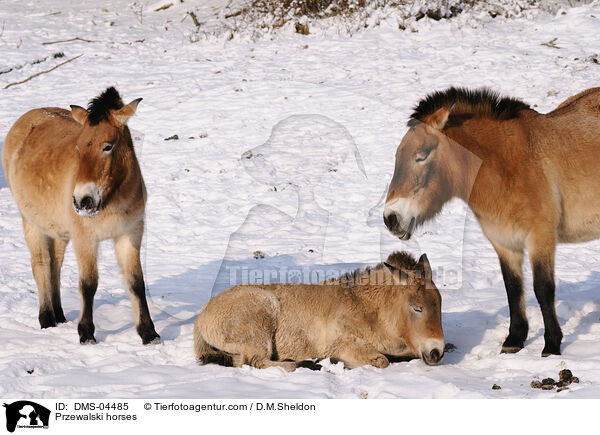 Przewalski horses / DMS-04485