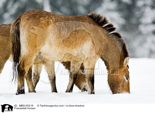 Przewalski horses / MBS-05219