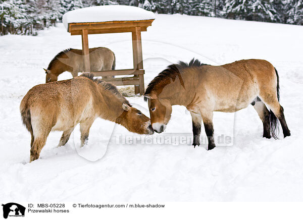 Przewalskipferde / Przewalski horses / MBS-05228