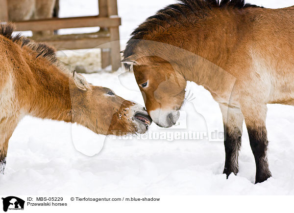 Przewalski horses / MBS-05229