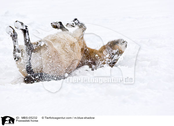 Przewalskipferd / Przewalski horse / MBS-05232