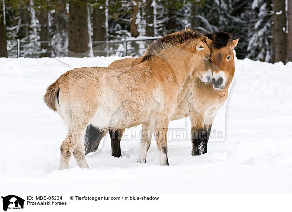 Przewalskipferde / Przewalski horses / MBS-05234