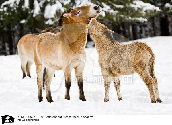 Przewalski horses / MBS-05251