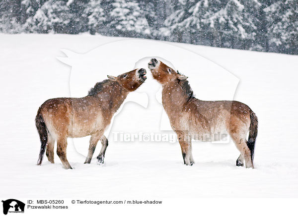 Przewalski horses / MBS-05260