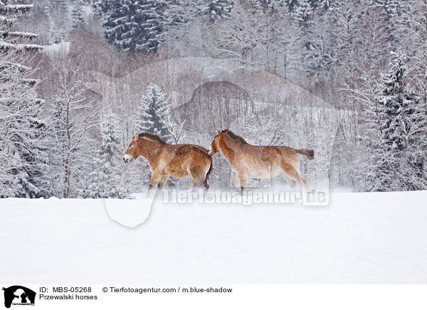 Przewalski horses / MBS-05268