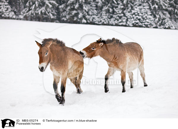 Przewalski horses / MBS-05274