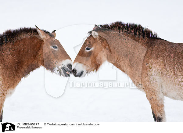 Przewalski horses / MBS-05277
