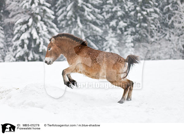 Przewalski horse / MBS-05278