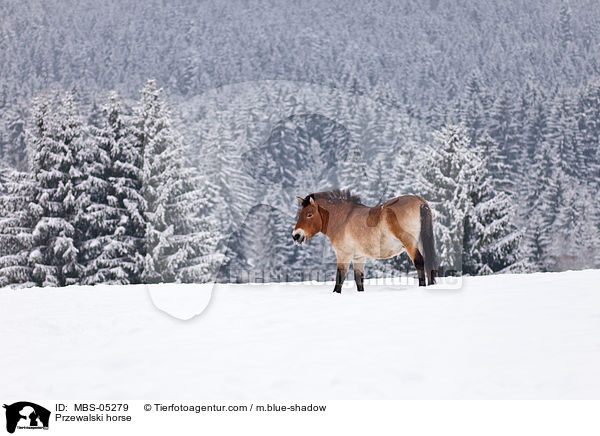 Przewalski horse / MBS-05279