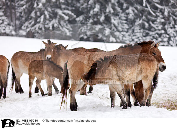 Przewalski horses / MBS-05280