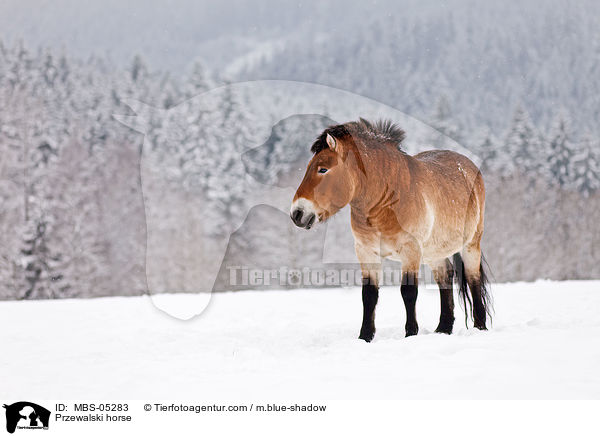 Przewalski horse / MBS-05283