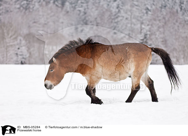 Przewalski horse / MBS-05284