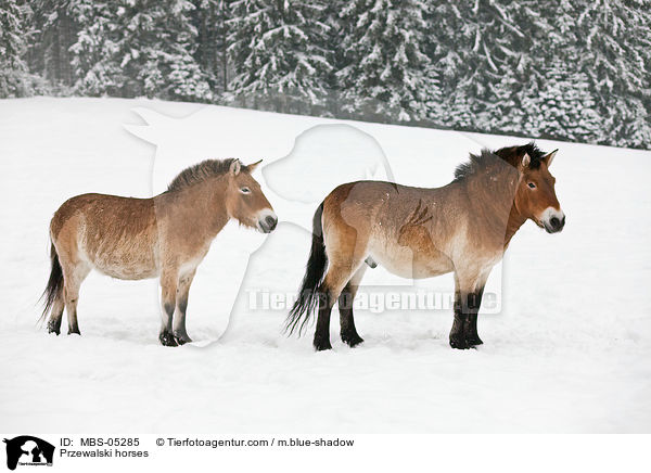 Przewalski horses / MBS-05285