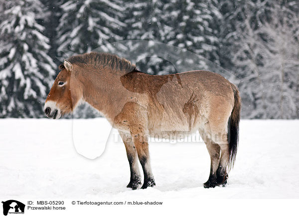 Przewalski horse / MBS-05290