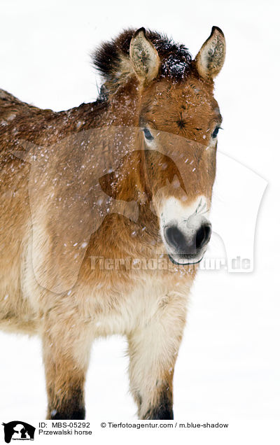 Przewalski horse / MBS-05292