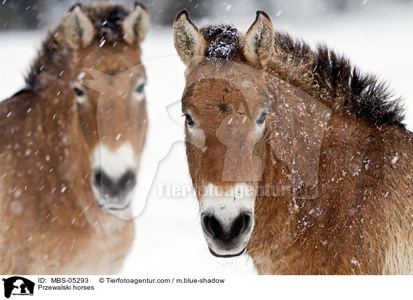 Przewalski horses / MBS-05293