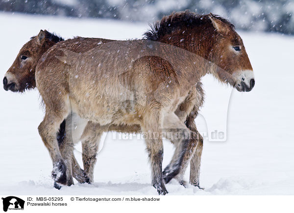 Przewalski horses / MBS-05295