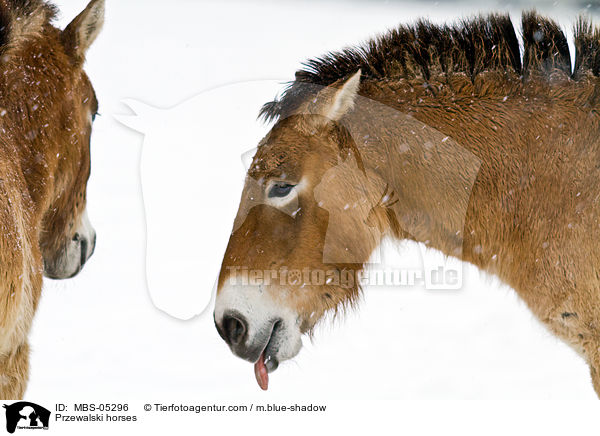 Przewalski horses / MBS-05296
