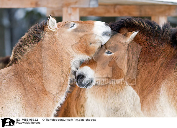 Przewalskipferde / Przewalski horses / MBS-05322