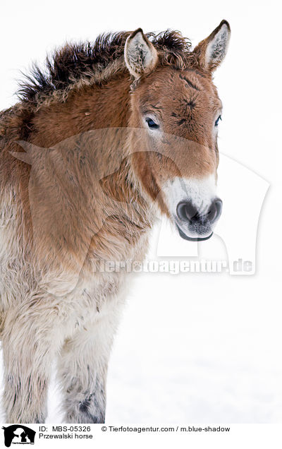Przewalskipferd / Przewalski horse / MBS-05326
