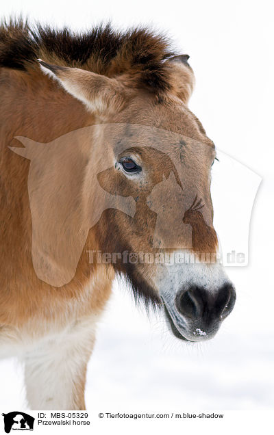 Przewalskipferd / Przewalski horse / MBS-05329