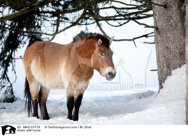 Asian wild horse / MAZ-03778
