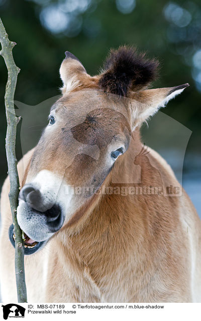 Przewalski wild horse / MBS-07189