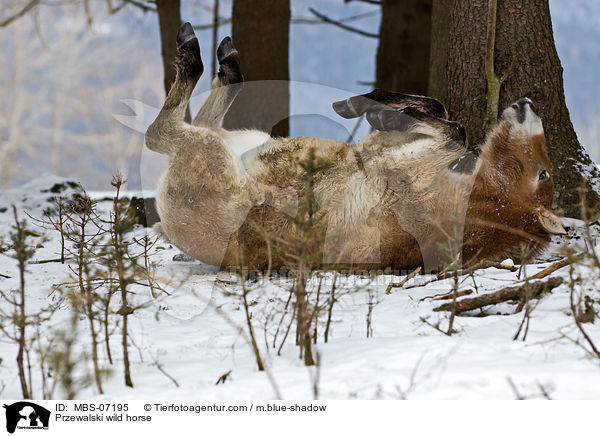 Przewalski wild horse / MBS-07195