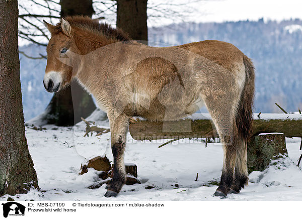 Przewalski wild horse / MBS-07199