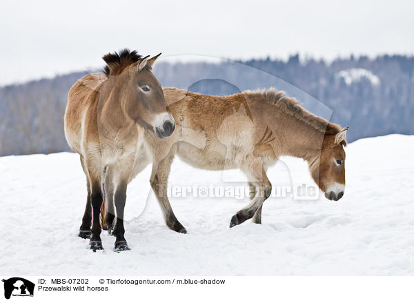 Przewalski wild horses / MBS-07202