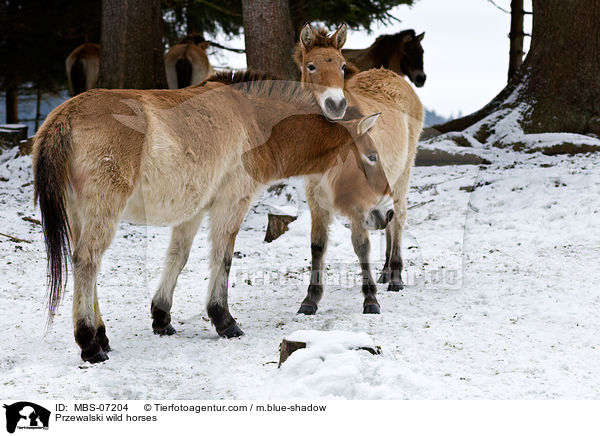 Przewalski wild horses / MBS-07204