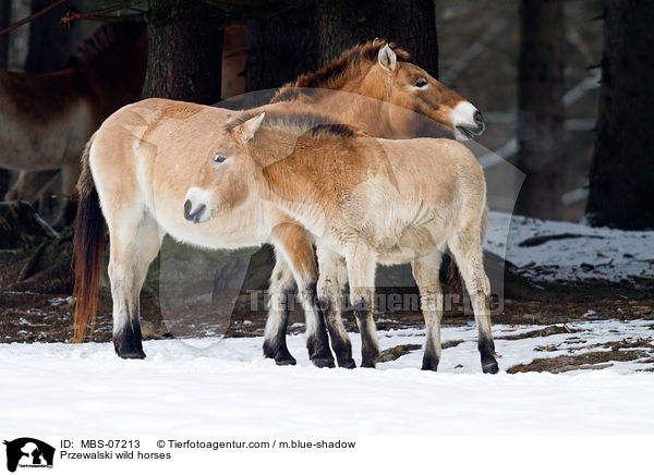 Przewalski wild horses / MBS-07213