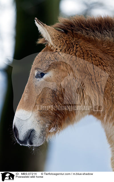 Przewalski wild horse / MBS-07214
