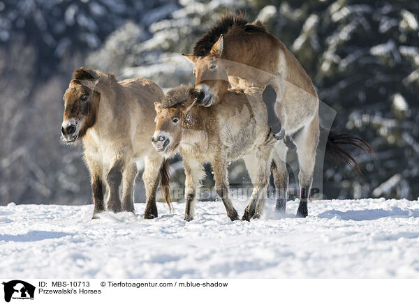 Przewalski Wildpferde / Przewalski's Horses / MBS-10713