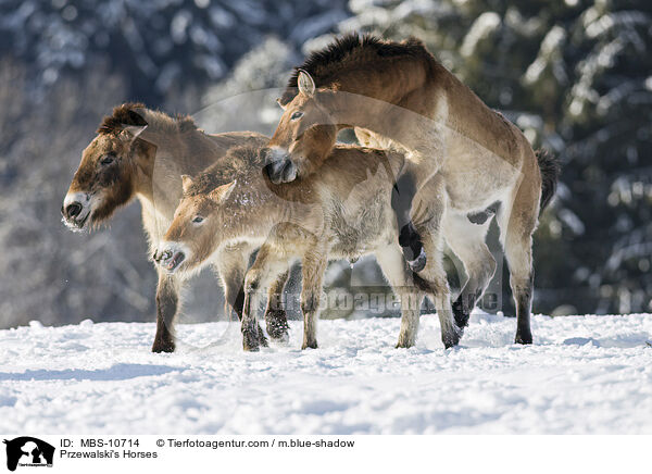 Przewalski's Horses / MBS-10714