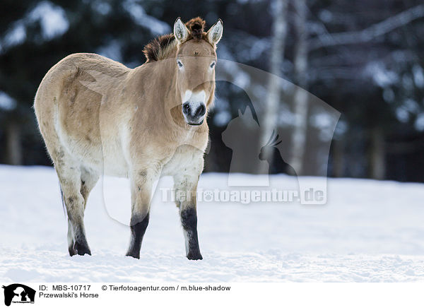 Przewalski Wildpferd / Przewalski's Horse / MBS-10717