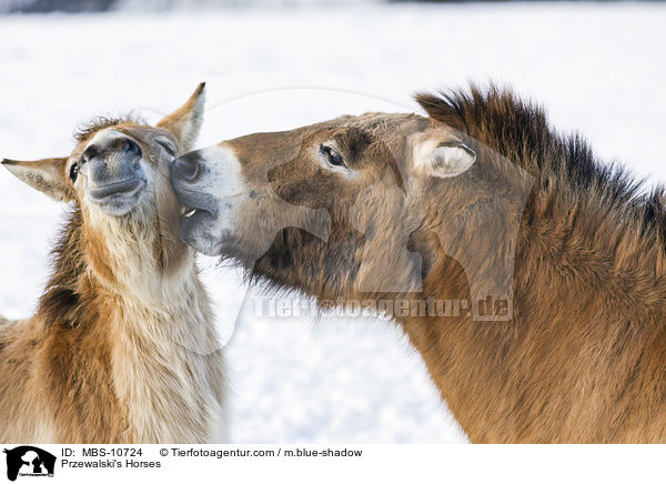 Przewalski's Horses / MBS-10724