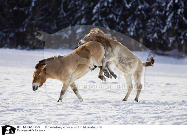 Przewalski's Horses / MBS-10729