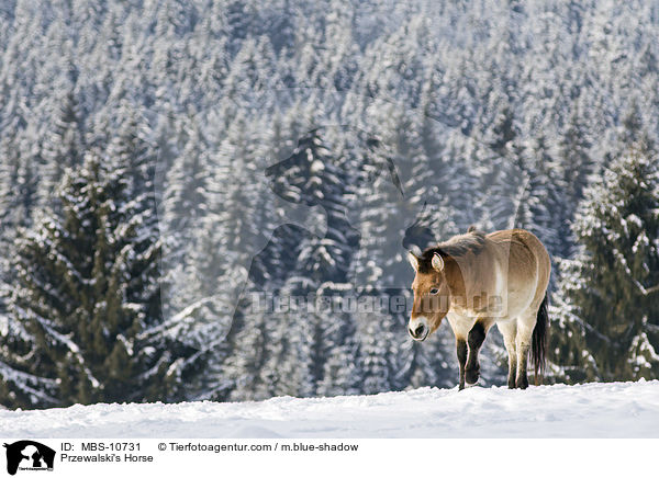 Przewalski's Horse / MBS-10731