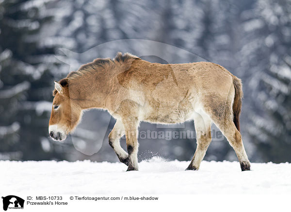 Przewalski's Horse / MBS-10733