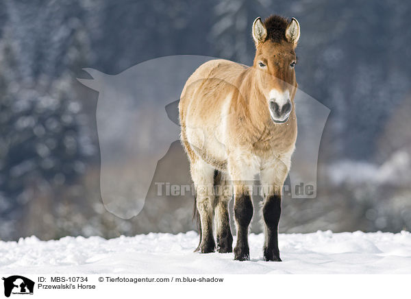Przewalski's Horse / MBS-10734