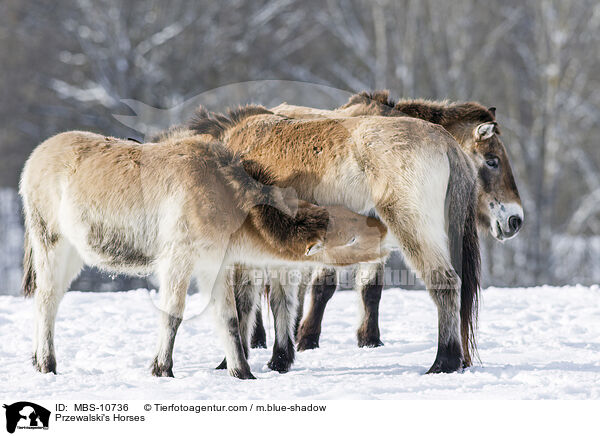 Przewalski Wildpferde / Przewalski's Horses / MBS-10736