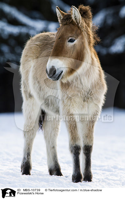 Przewalski's Horse / MBS-10739