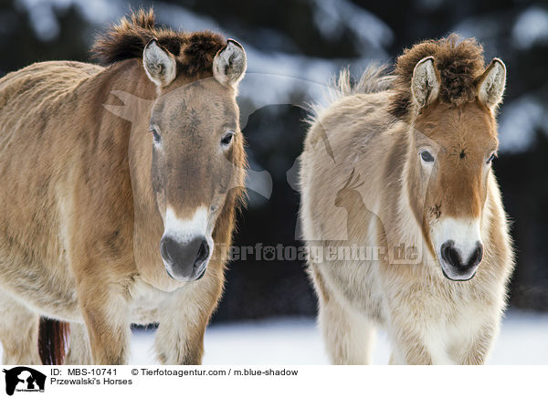 Przewalski Wildpferde / Przewalski's Horses / MBS-10741