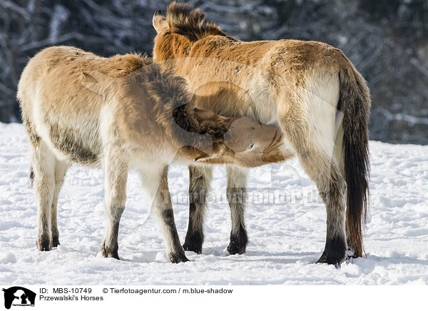 Przewalski's Horses / MBS-10749
